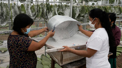 Garcia family members, Araceli, from left, and Galdina, pour harvested female insects known as Dactylopius coccus onto a sifter, in their greenhouse in San Francisco Tepeyacac, east of Mexico City, Thursday, Aug. 24, 2023.