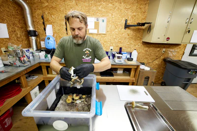 Gared Hansen removes psilocybin mushrooms from a growing container in his Uptown Fungus lab to prepare for distribution in Springfield, Ore., Monday, Aug. 14, 2023.