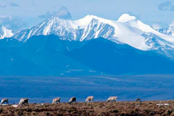 Caribou graze in the Arctic National Wildlife Refuge in Alaska, on June 1, 2001.