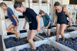 Interns at Pax Wines in stomp organic grapes, Sept. 8, 2023, Sebastopol, Calif.
