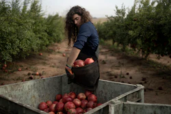 Ido Gilad, 17, drops off a bag of pomegranates he picked while volunteering on a farm in Ashkelon, Israel, Oct. 27, 2023.