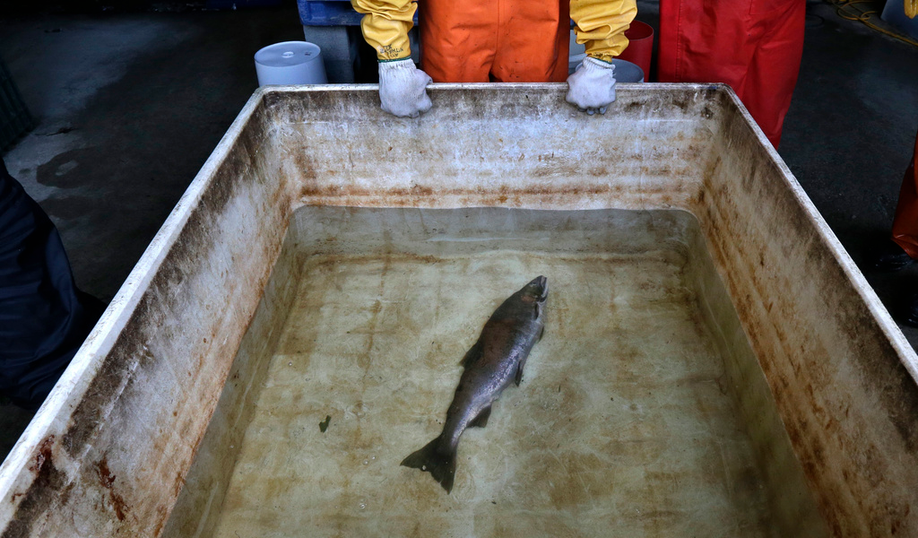 Julann Spromberg, a research toxicologist with Ocean Associates Inc., observes a salmon killed after exposure to unfiltered highway runoff, Oct. 20, 2014.