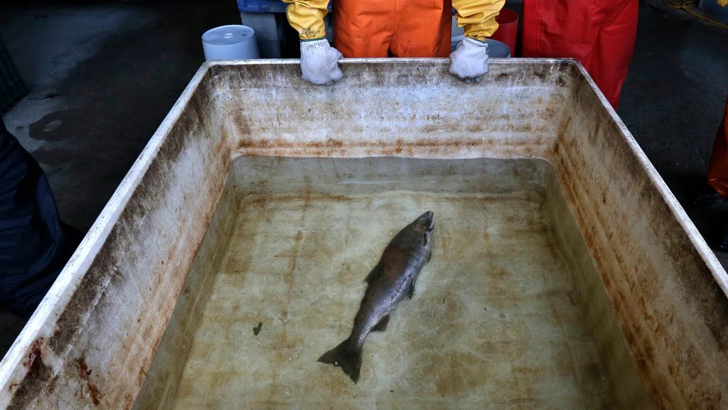 Commercial Fishing Groups Sue 13 U.S. Tire Makers Over Salmon-Killing Chemical - Vimarsana News