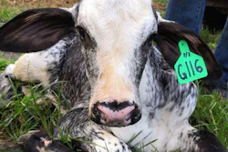 Low Res 1 2 Blood Holsteing X Gyr Heifer