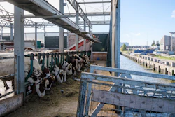 Cows at the Floating Farm, Rotterdam, Netherlands, Nov. 7 2023.