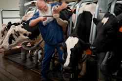 Prisoner Dean Crider uses a device to give a cow pills in the dairy at the Montana State Prison, Aug. 16, 2023, Deer Lodge, Mont.