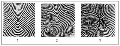 Fingerprints have visible ridge structures, such as arches (left), whorls (middle) and loops (right), but at the microscopic level they have much finer patterns and structures.
