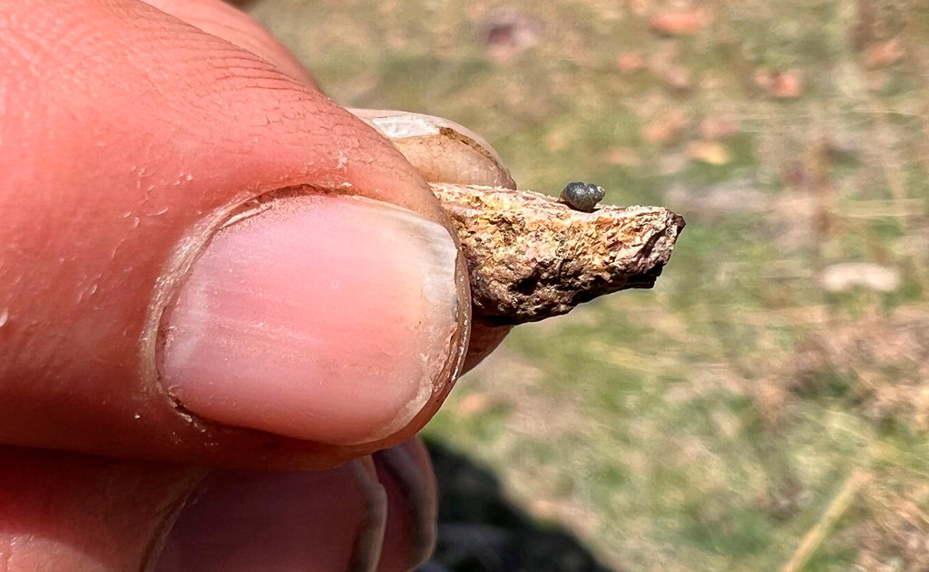 U.S. Wildlife Service Considering Endangered Status for Tiny Snail Near Nevada Lithium Mine - Vimarsana News