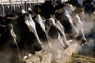 Dairy cows at a farm in Idaho, March 11, 2009.