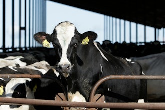 Cows at a dairy in California, Nov. 23, 2016.