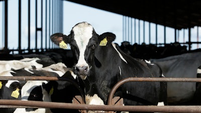 Cows at a dairy in California, Nov. 23, 2016.