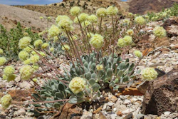 This photo provided by the Center for Biological Diversity shows a Tiehm's buckwheat plant near the site of a proposed lithium mine in Nevada, May 22, 2020.