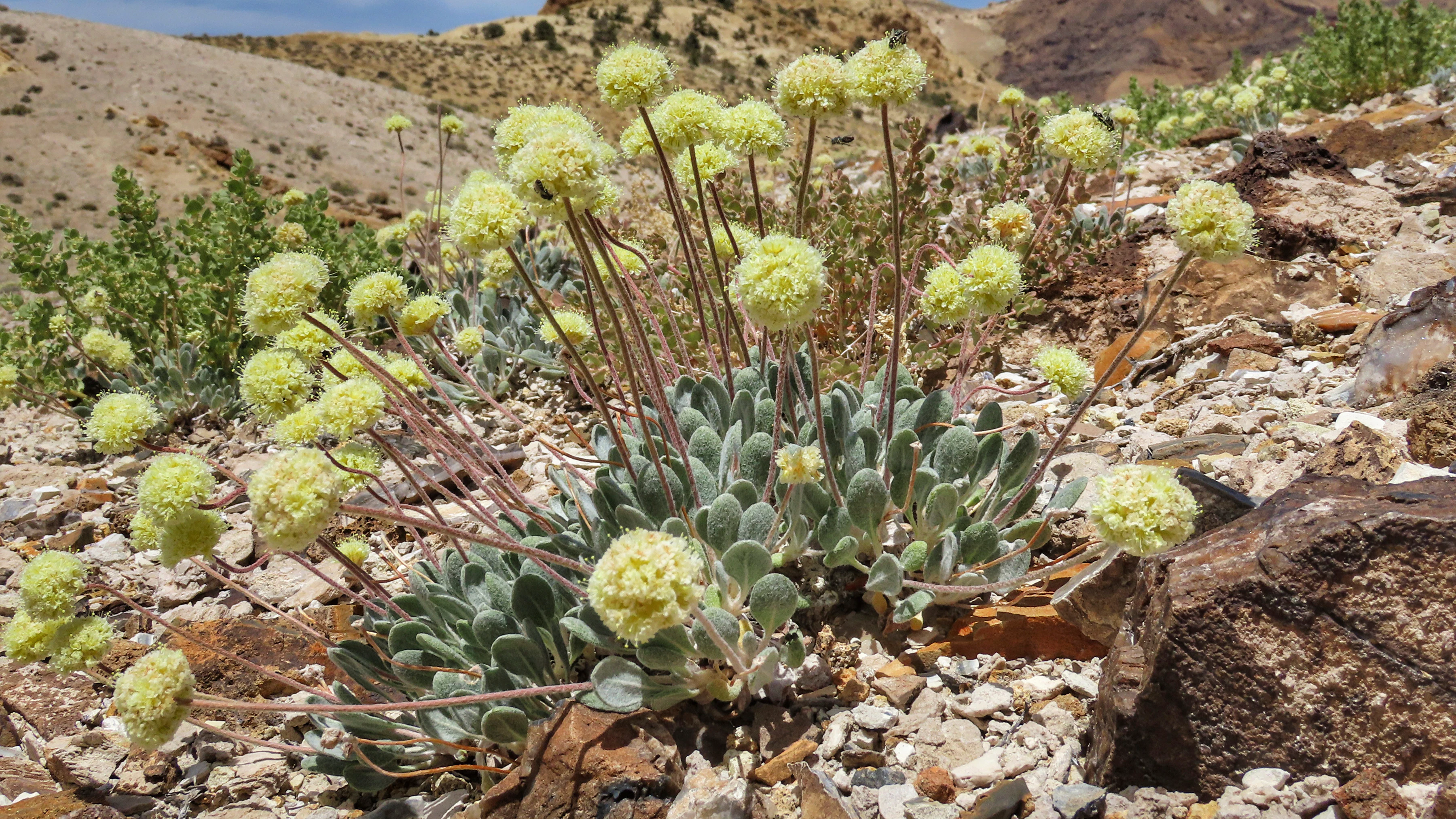 U.S. Advances Review of Nevada Lithium Mine Amid Concerns Over Endangered Wildflower - Vimarsana News