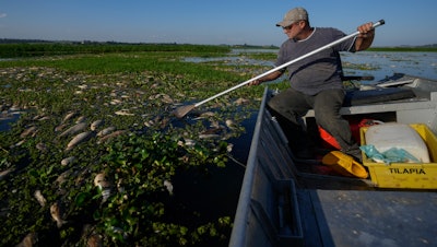 Fisherman Alan Belucci, 48, inspects dead fish on the banks of the Piracicaba River, Piracicaba, Brazil, July 17, 2024.