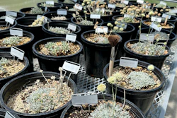 Tiehm's buckwheat grows in a greenhouse in Gardnerville, Nevada, Tuesday, May 21, 2024. The endangered desert wildflower stands in the way of a mining company's plans to dig for lithium to help speed production of batteries for electric cars and other green energy projects.