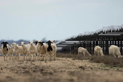 Sheep graze on a solar farm owned by SB Energy, Buckholts, Texas, Dec. 17, 2024.