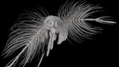 This CT scan is a close-up of the structural features of a male mosquitos antennae.