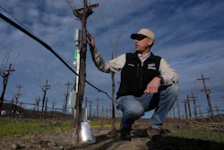 Tyler Klick, partner and viticulturist at Redwood Empire Vineyard Management, in a Chardonnay vineyard in Geyserville, Calif., Jan. 24, 2025.