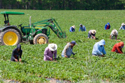Agricultural workers harvesting a strawberry field.