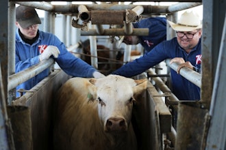 Cowboys push a cow out of its spot to a veterinarian inspection at a ranch that exports livestock to the U.S., in Zamora, northern Mexico, Monday, July 28, 2025.