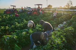 Migrant farmworkers pick a vegetable crop on an early morning in Fresno, Calif., on July 18, 2025.