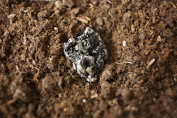 Rare Earth