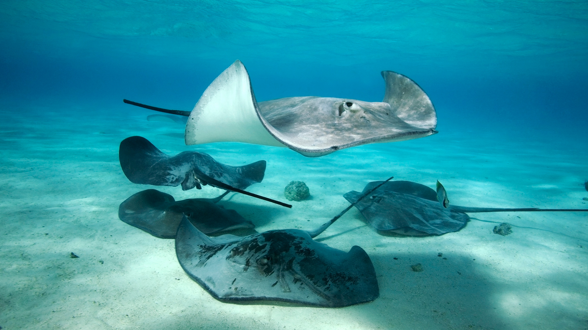Stingray