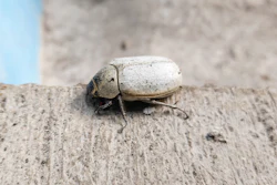 An attempt to mimic the striking white color of Cyphochilus beetles led researchers to a unique discovery.