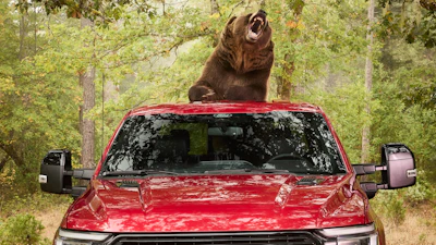 Bear Security 6