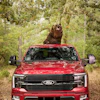 Bear Security 6