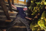 Person examining moss-covered wooden structure in rustic indoor setting with exposed beams