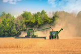 Green combine harvesters and tractors harvesting grain in a dusty field with trees in background